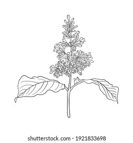 vector drawing branch of lilac, hand drawn illustration
