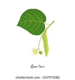vector drawing branch of lime tree with leaf, flower and seeds, hand drawn illustration