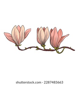 vector drawing branch of magnolia with pink flowers isolated at white background, hand drawn illustration