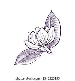 vector drawing branch of magnolia tree with leaves and ponk flower, hand drawn illustration