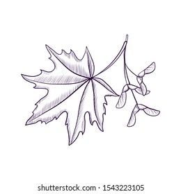 vector drawing branch of maple tree with leaf and seeds, hand drawn illustration