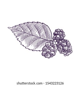 vector drawing branch of muldberry tree with leaf and berries, hand drawn illustration