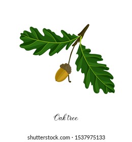 vector drawing branch of oak tree with leaves and acorn, hand drawn illustration