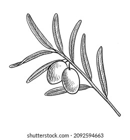 vector drawing branch of olive tree with fruits and leaves, isolated at white background, hand drawn illustration