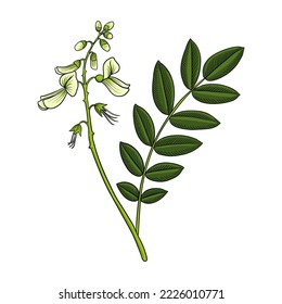 vector drawing branch of Pagoda tree, Styphnolobium japonicum, herb of traditional chinese medicine, hand drawn illustration