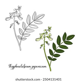 vector drawing branch of Pagoda tree, Styphnolobium japonicum, herb of traditional chinese medicine, hand drawn illustration