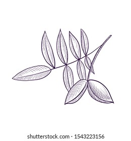 vector drawing branch of pecan tree, hand drawn illustration