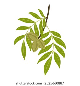 vector drawing branch of pecan tree with green leaves and fruits , Carya illinoinensis isolated at white background, hand drawn illustration