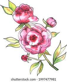 Vector drawing branch of pink peonies and green leaves with a watercolor effect. The image is suitable for greeting cards, postcards, notebook covers, stickers, textiles, wallpapers and tattoodesigns.
