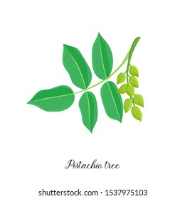 vector drawing branch of pistachio tree, hand drawn illustration