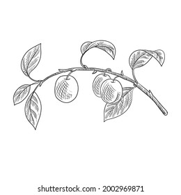 vector drawing branch of plum tree with leaves and fruits, hand drawn vintage illustration