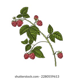 vector drawing branch of raspberry with green leaves and red berries isolated at white background, hand drawn illustration