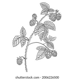 vector drawing branch of raspberry with leaves and berries, hand drawn vintage illustration