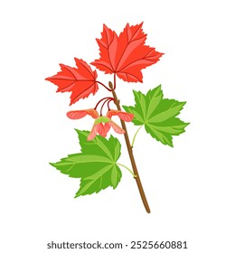 Vektorgrafik Ahornbaum mit grünen und roten Blättern und Samen, Acer rubrum einzeln auf weißem Hintergrund, handgezeichnete Illustration