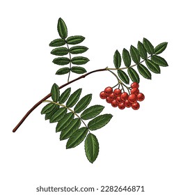 vector drawing branch of rowan with red berries and green leaves isolated at white background, hand drawn illustration