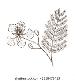 desenho vetorial ramo de real poinciana, flamboyant, flor de fênix, árvore de chamas com folhas e flores , Delonix regia isolado no fundo branco, desenhado à mão vintage ilustração