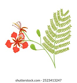 desenho vetorial do ramo de royal poinciana, flamboyant, flor de fênix, árvore de chamas com folhas e flores , Delonix regia isolada no fundo branco, desenho à mão ilustração