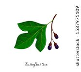 vector drawing branch of sassafras tree, hand drawn illustration