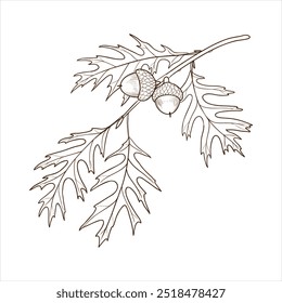 vector drawing branch of scarlet oak tree with leaves and acorns , Quercus coccinea isolated at white background, hand drawn vintage illustration