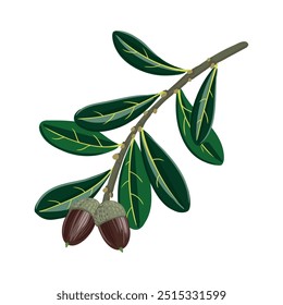 Vector que dibuja la rama del roble vivo del sur con hojas verdes y bellotas, Quercus virginiana aislado en el fondo blanco, ilustración dibujada a mano