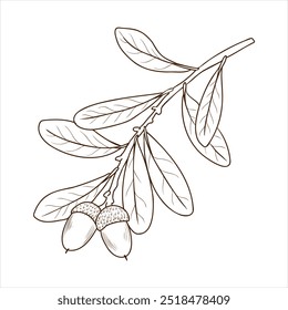 vector drawing branch of southern live oak tree with leaves and acorns , Quercus virginiana isolated at white background, hand drawn vintage illustration