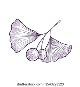 vector drawing branch of tree, hand drawn illustration