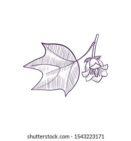 vector drawing branch of tulip tree with leaf and flower, Liriodendron, hand drawn illustration