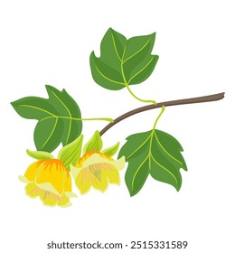 Vector que dibuja la rama del árbol del tulipán con las hojas verdes y las flores, tulipwood, amarillo-álamo, Liriodendron tulipifera aislado en el fondo blanco, ilustración dibujada a mano