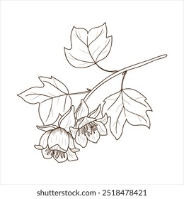 vector drawing branch of tulip tree with leaves and flowers , tulipwood, yellow-poplar, Liriodendron tulipifera isolated at white background, hand drawn vintage illustration