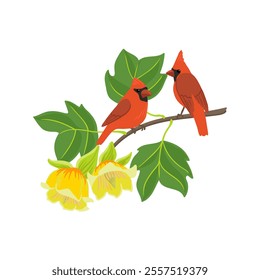 vector drawing branch of tulip tree with green leaves and flowers and nothern cardinal birds, tulipwood, yellow-poplar, Liriodendron tulipifera isolated at white background, hand drawn illustration