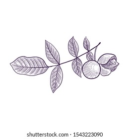 vector drawing branch of walnut tree, hand drawn illustration