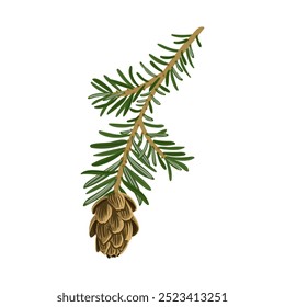 vector drawing branch of western hemlock spruce tree with leaves and cones, Tsuga heterophylla isolated at white background, hand drawn illustration