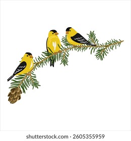 vector drawing branch of western hemlock spruce tree with leaves and cones and american goldfonch birds, Tsuga heterophylla isolated at white background, hand drawn illustration