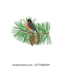 vector drawing branch of Weymouth pine tree with green leaves and cones and bird , Pinus strobus and american robin isolated at white background, hand drawn illustration