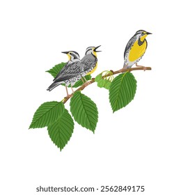 vector drawing branch of white elm tree with green leaves and seeds and western meadowlark, birds, Ulmus americana isolated at white background, hand drawn illustration