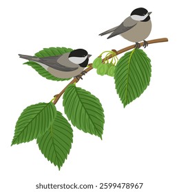 vector drawing branch of white elm tree with green leaves and seeds, Ulmus americana and birds, black-capped chickadee, hand drawn Poecile atricapillus and Ulmus americana