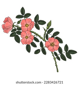 vector drawing branch of wild rose with green leaves and pink flowers isolated at white background, hand drawn illustration