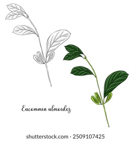 vector drawing branche of hardy rubber tree, gutta-percha tree, Eucommia ulmoides , herb of traditional chinese medicine, hand drawn illustration