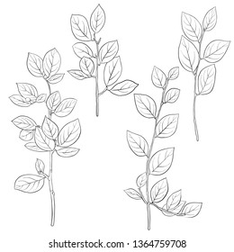 vector drawing branches of breaking buckthorn with leaves, hand drawn illustration