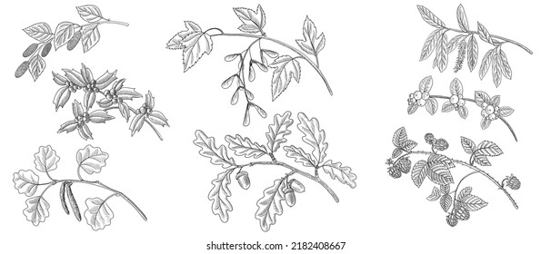 vector drawing  branches of different forest trees with seeds, berries and leaves, hand drawn illustration