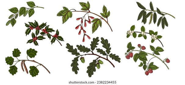 vector drawing branches of forest trees with green leaves, catkins ,seeds, berries and acorns, isolated at white background, hand drawn illustration