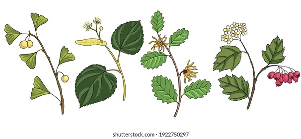 vector drawing branches of trees, ginkgo biloba ,hamamelis, lime tree and hawthorn, hand drawn illustration