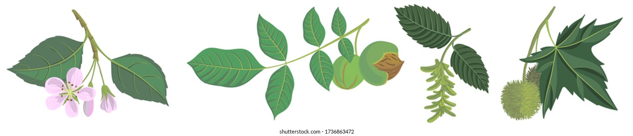 vector drawing branches of trees with leaves, apple, walnut, hornbeam and plane tree, hand drawn illustration