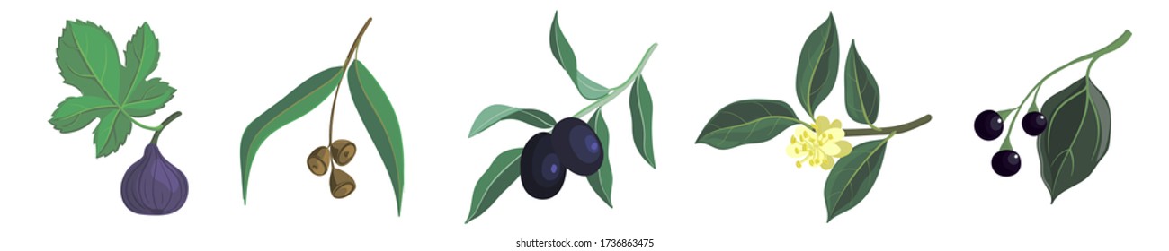 vector drawing branches of trees with leaves, fig, eucalypt, olive, laurel and camphor tree, hand drawn illustration
