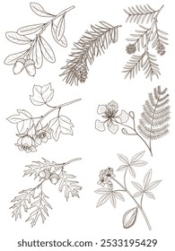 vector drawing branches of trees with leaves, flowers and cones isolated at white background, hand drawn vintage illustration