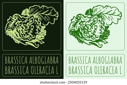 Vector drawing BRASSICA ALBOGLABRA. Hand drawn illustration. Latin name is BRASSICA OLERACEA L.
