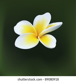 Vector drawing. A bright flower, a plant.
