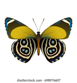 Vector drawing bright multicolored butterfly