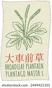 Vektorgrafik Zeichnung BROADLEAF PLANTAIN auf Chinesisch. Handgezeichnete Illustration. Der Name des Latins ist PLANTAGO MAJOR L.
