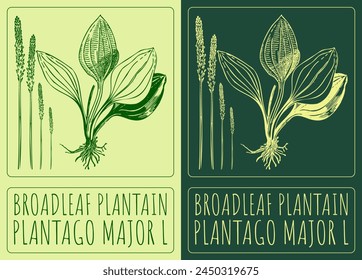 Vector drawing BROADLEAF PLANTAIN. Hand drawn illustration. The Latin name is PLANTAGO MAJOR L.
